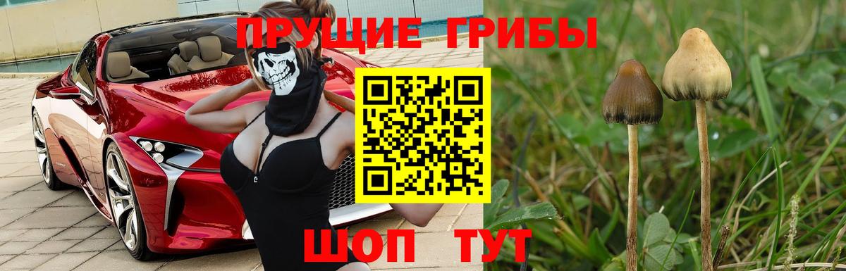 Галлюциногенные грибы Cubensis  Светлоград 